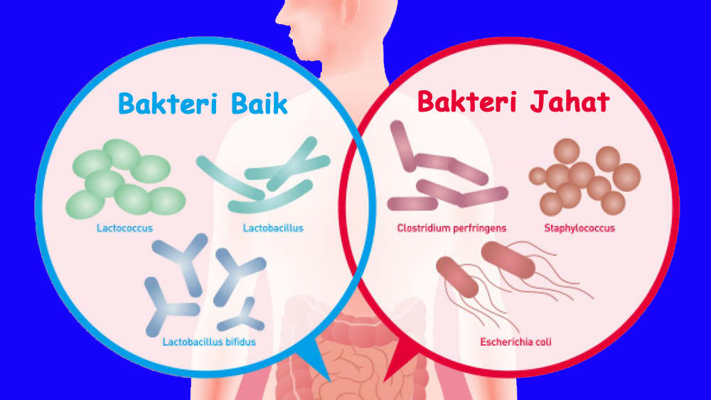 Bakteri Baik Homecare24